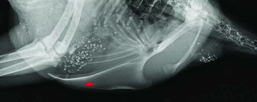 Laying hen with keel bone fracture